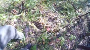 БУРЫЕ МЕДВЕДИ - АТАКА и ВСТРЕЧИ | Как ВЫЖИТЬ при ВСТРЕЧЕ с МЕДВЕДЕМ | ПО ТАЙГЕ БЕЗ ОРУЖИЯ - ЛЕСНЫЕ