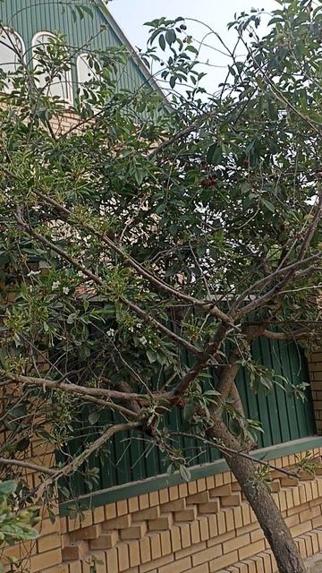 чудо природы