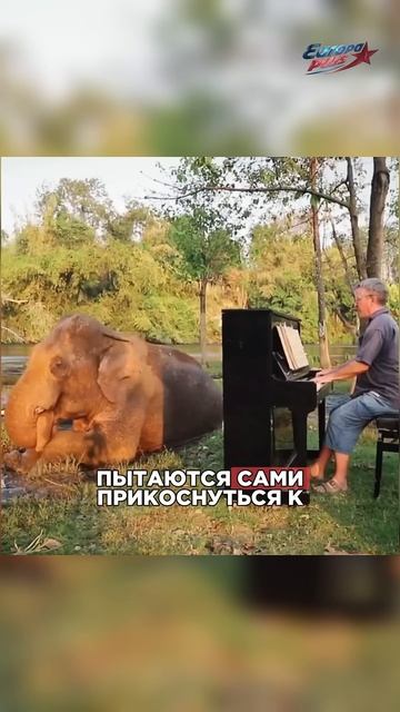 Он ИГРАЕТ на ХОБОТАХ! #слоны #музыка #игранапианино #shorts смотреть онлайн