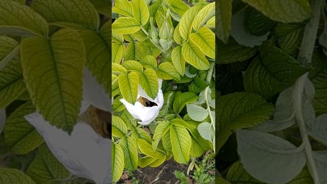 Вдохновляемся на трудовые подвиги, глядя на шмеля, собирающего нектар в шиповнике смотреть онлайн