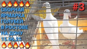 🔥🕊🔥 Птичий рынок в Аксае 15.06.25. Сборная ярмарка голубей. Pigeons Fair.  Bird Market.