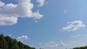 Вишня, зелёные плоды, скоро созреют. Несмотря на морозы во время цветения плодов много.Бицевский лес