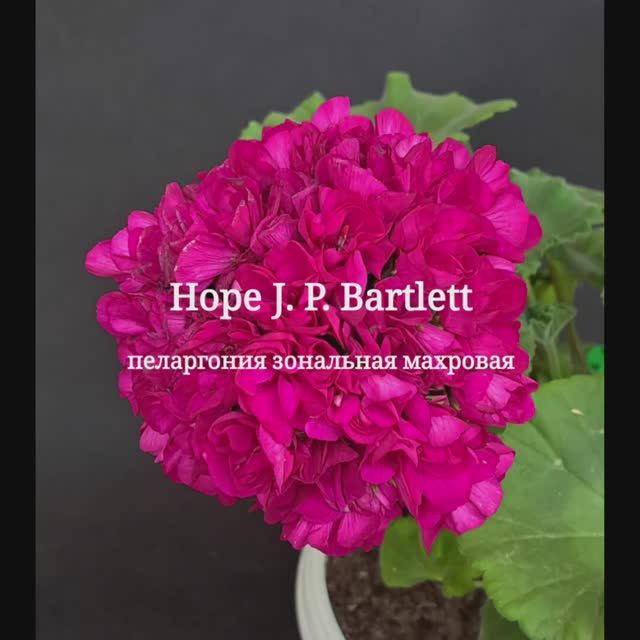 Hope J.P.Bartlett