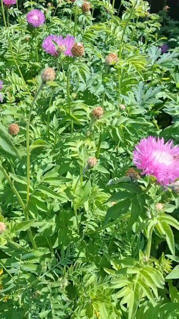 Краски лета! 🌸🌸🌸 смотреть онлайн