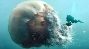 Гигантские существа, живущие в океанах. ЧАСТЬ 2