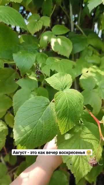 Объедались малинкой сегодня. Провожали лето@mama_Tonya подпишись❤️ #материнство #буднимамы #август смотреть онлайн