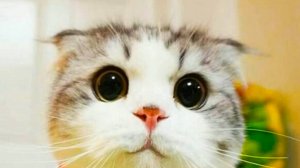 😹СМЕШНО ДО СЛЁЗ ▶ Смешные моменты с кошками🔥