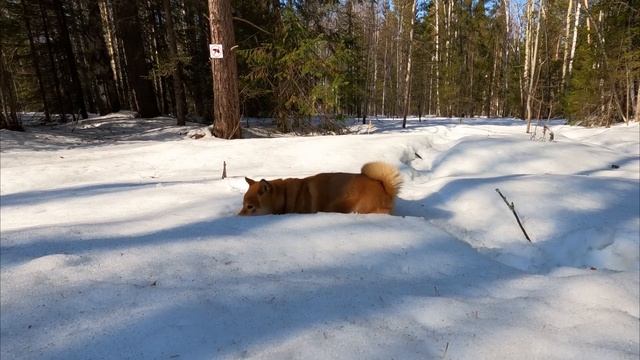 ЖИЗНЬ в ГЛУХОМ ЛЕСУ - ПОСТРОИЛИ УЮТНЫЙ ДОМ на 2 ЭТАЖА СВОИМИ РУКАМИ - ЗАИМКА в ЛЕСУ | Лесные смотреть онлайн