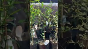 Наши цитрусы - обзор одной теплицы