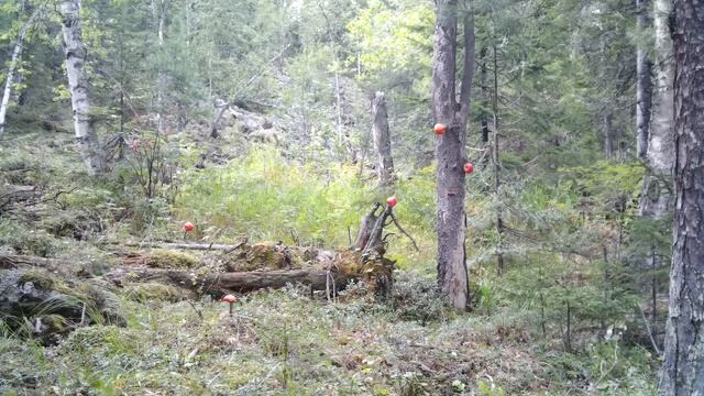 КАМЕННЫЙ ДОМ - СДЕЛАЛИ КРЫШУ И СТРОИМ ДВЕРЬ | НАПУГАННЫЙ ЛОСЬ | ХРОНИКИ КАМЕННОГО ДОМА смотреть онлайн