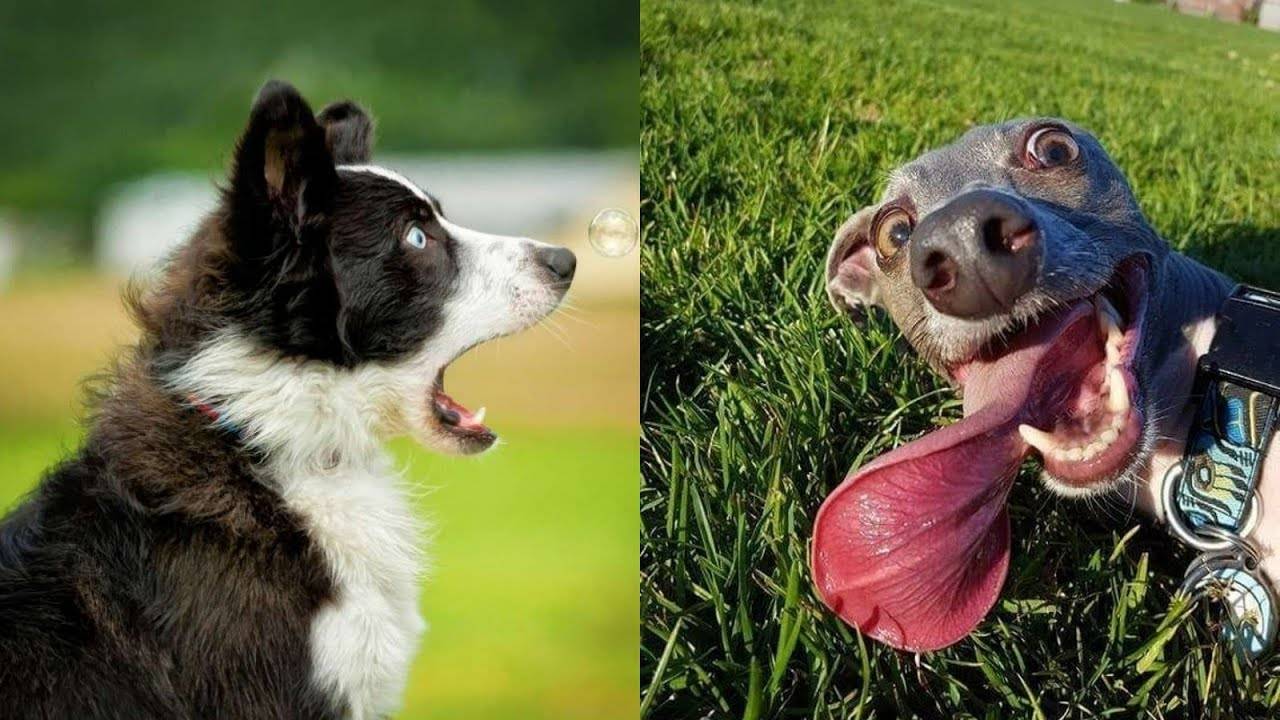 #26 😆😆😆ТОПОВЫЕ СМЕШНЫЕ МОМЕНТЫ С ЖИВОТНЫМИ / ПОПРОБУЙ НЕ ЗАСМЕЯТЬСЯ😆😆😆 смотреть онлайн