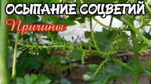 ОСЫПАНИЕ СОЦВЕТИЙ винограда. ПРИЧИНЫ.