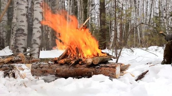 ИНТРО "ЛЕСНЫЕ" | INTRO "PEOPLE OF THE WILD"