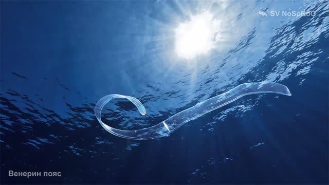 За что получил своё поэтическое имя лентообразный гребневик Венерин пояс — Cestum veneris ?