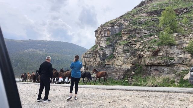 Табун лошадей в горах на Джилы - Су. Кабардино - Балкария. смотреть онлайн