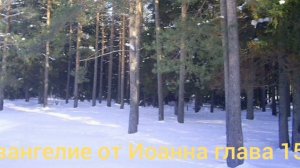 Библия Евангелие от Иоанна глава 15