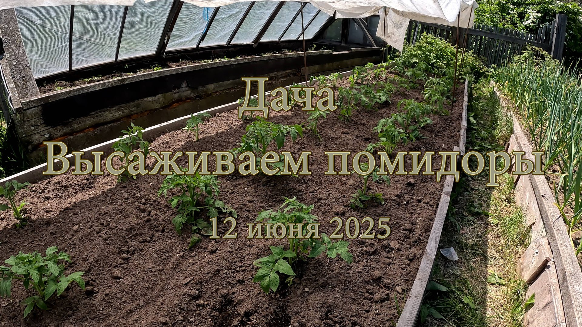 Дача. Высаживаем помидоры. 12 июня 2025 смотреть онлайн
