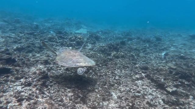 🐢 Мы нашли акул и черепах! Снорклинг на Перхентианах, Малайзия 🌊 смотреть онлайн