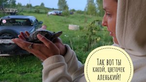 Вернулись домой с Репта, распаковали пассажира. Кошка Морошка очень расстроилась, пришлось утешать