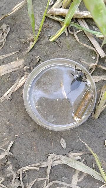 Как дышит и питается хищный клоп водяной скорпион? смотреть онлайн