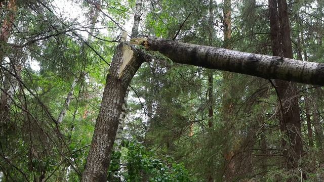 Строю ЗЕМЛЯНКУ в ЛЕСУ своими РУКАМИ - ДОМ ПОД ЗЕМЛЕЙ из ПОДРУЧНЫХ МАТЕРИАЛОВ смотреть онлайн