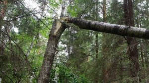 Строю ЗЕМЛЯНКУ в ЛЕСУ своими РУКАМИ - ДОМ ПОД ЗЕМЛЕЙ из ПОДРУЧНЫХ МАТЕРИАЛОВ