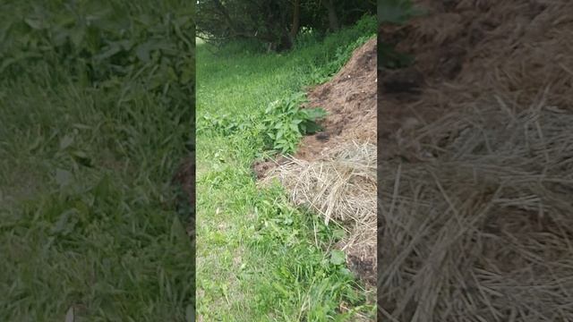 перерабатываем навозные кучи... дождик старается пролил ...накрыли их матерьялом....червяк старает смотреть онлайн