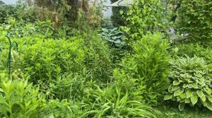 Жизнь на даче в Подмосковье