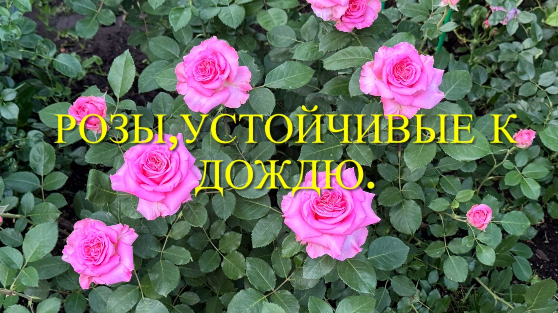 Розы - самые устойчивые к дождю. Как спасти розы от болезней? 🌹🌹🌹 смотреть онлайн