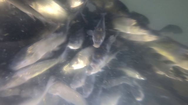 Зарыбление 5 смотреть онлайн