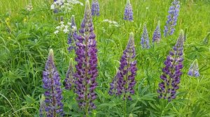 Наш сад-огород 6.06.2025
Приехала только в третий раз на дачку