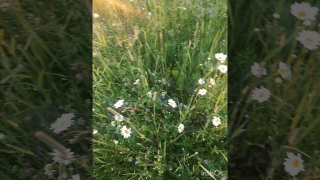 Июнь _ мой самый любимый летний месяц.mp4 смотреть онлайн