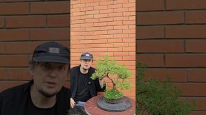 Лапчатка в бонсай