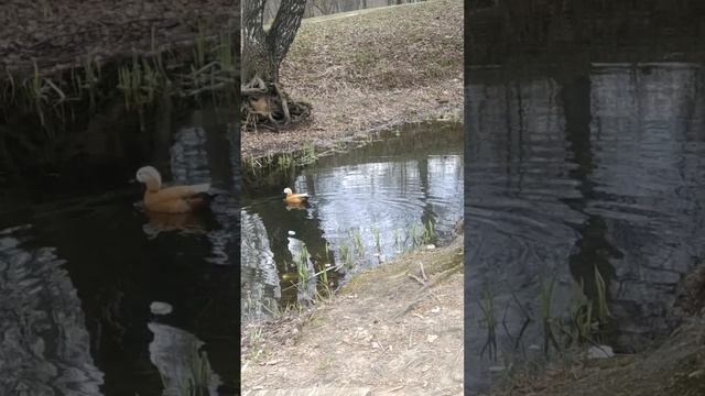 Немного апрельского огаря вам в ленту. Локация ботсад Цыцина. смотреть онлайн