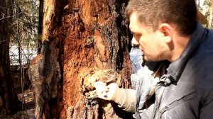 Идеальная растопка для костра - Смолистая древесина | Bushcraft Fire Starting - Fatwood