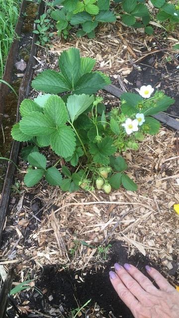 Подкормки клубники для сладкой, крупной ягоды #клубника #ягода #подкормки #Верадача смотреть онлайн