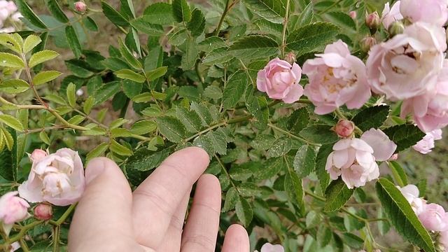 Микро розочка. Угадаем сорт? смотреть онлайн