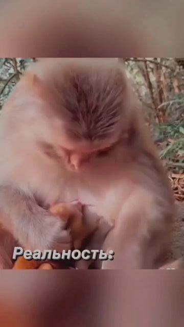 у коготак же? #материнство #baby #грудноевскармливание #прикорм смотреть онлайн