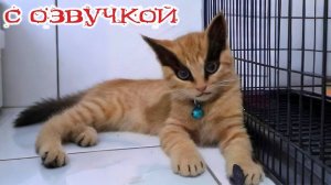 ОЧЕНЬ СМЕШНЫЕ ЖИВОТНЫЕ! СМЕШНАЯ ОЗВУЧКА😂