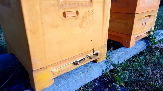 30 Октября Пчелы собирают пыльцу смотреть онлайн