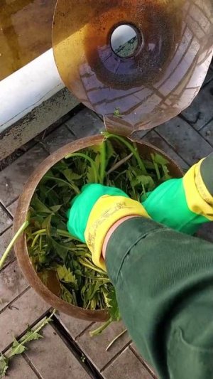 Лучшая подкормка для огурцов!