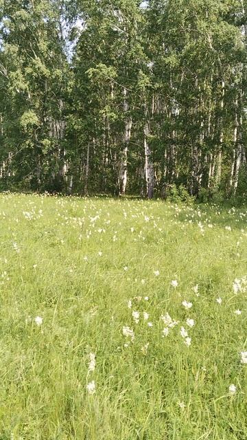 летняя пора//