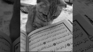 Самый Красивый  Нашид 🌹🌹🌹💚🌺🌺🌼