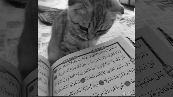 Самый Красивый Нашид 🌹🌹🌹💚🌺🌺🌼