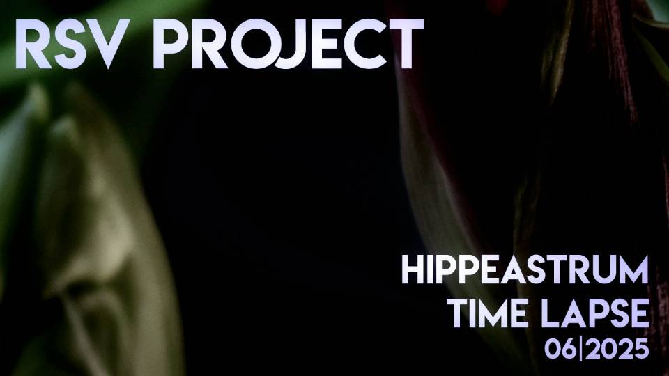 Hippeastrum Time Lapse | 06/2025