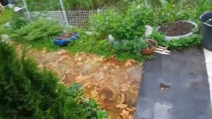 Клубника пошла