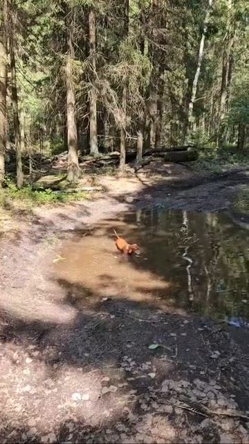 Прогулка в лесу