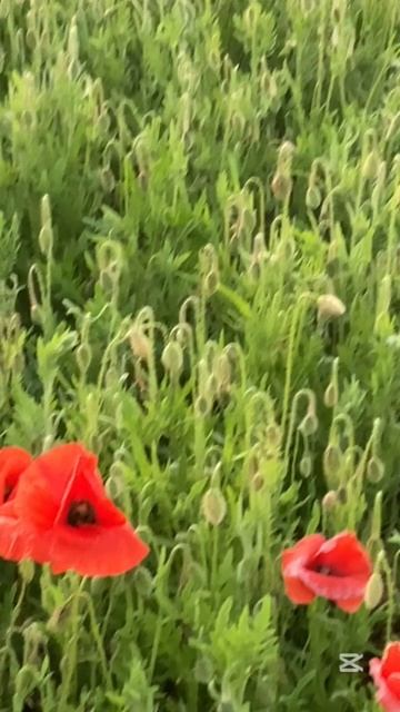 Маки в Калининградской области