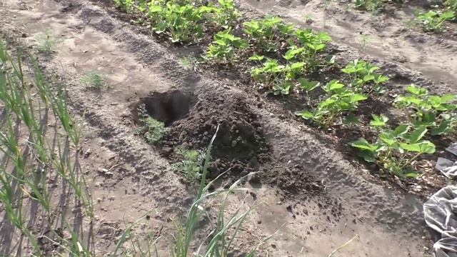 Высадка корнесобственных саженцев яблонь