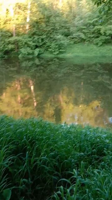 ПЕРВАЯ НЕУДАЧНАЯ РЫБАЛКА С НОЧЕВКОЙ! РЕКА МАЛАЯ КОКШАГА! 24.05.2025 ГОДА ЧАСТЬ-4 #fishing #рыбалка смотреть онлайн